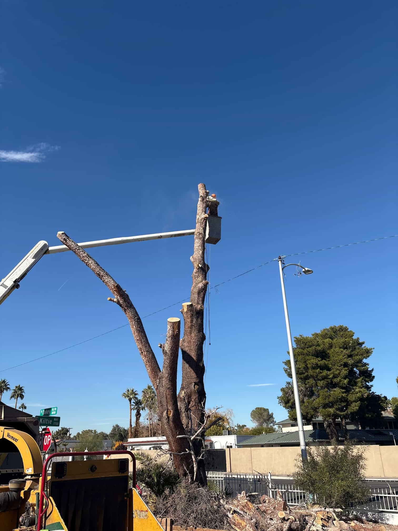 bucket truck extended out removing pine tree log after all the branches have been removed and passes through the tree chipper below