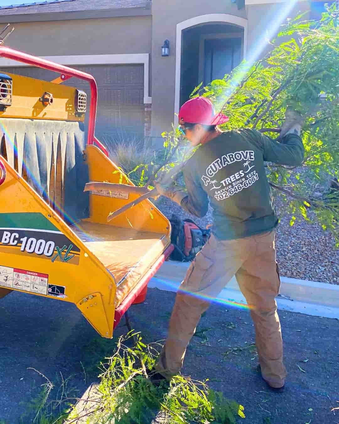 A Cut Above Tree Service gallery 3