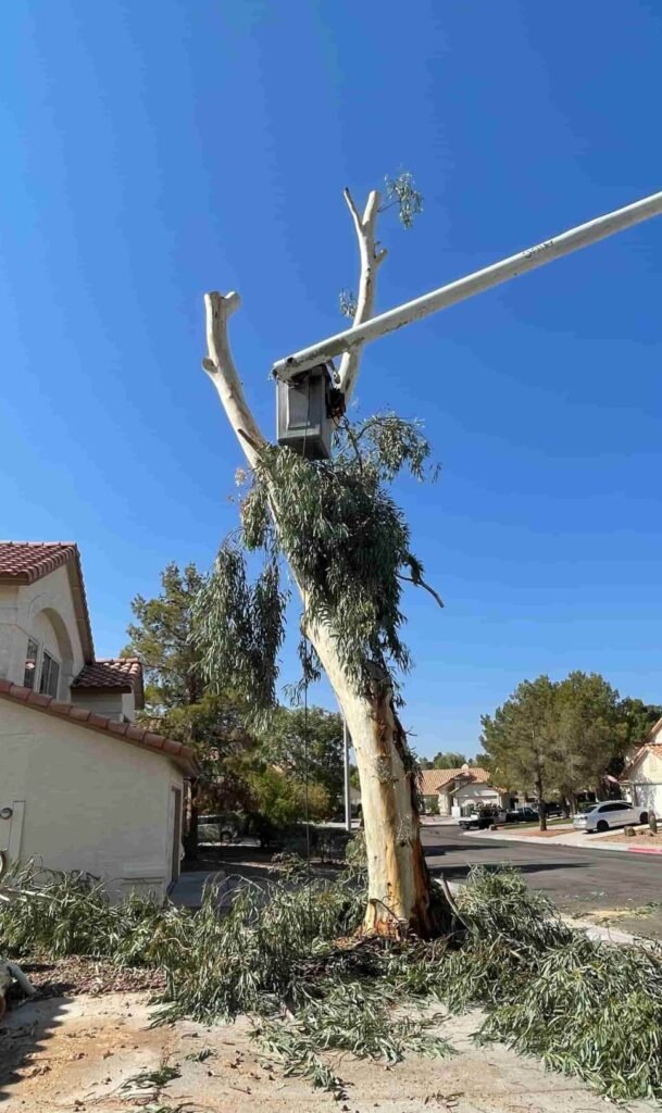 Eucalyptus removal in front yard using bucket truck