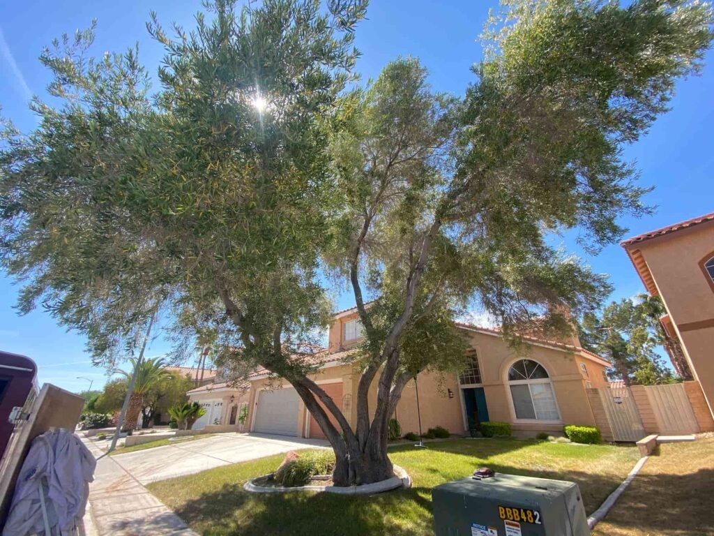 Olive tree in front yard with green grass below