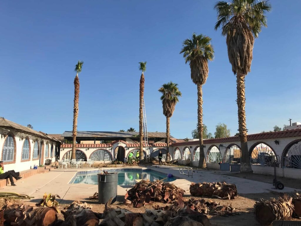Messy palm trees, being trimmed in las vegas backyard near pool