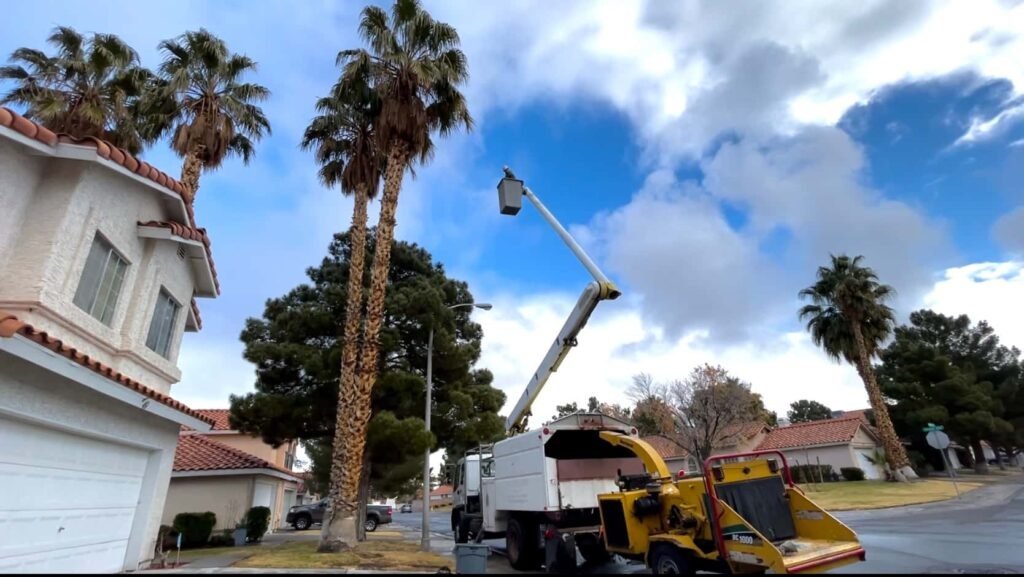 Trimming palm trees with bucket, truck, and front yard of Las Vegas Vegas home