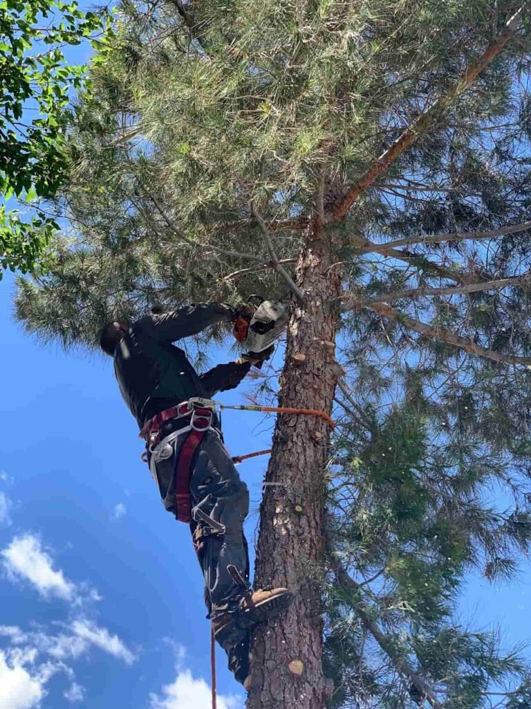 Tree climber with chain saw in hand removing limbs from a pine tree