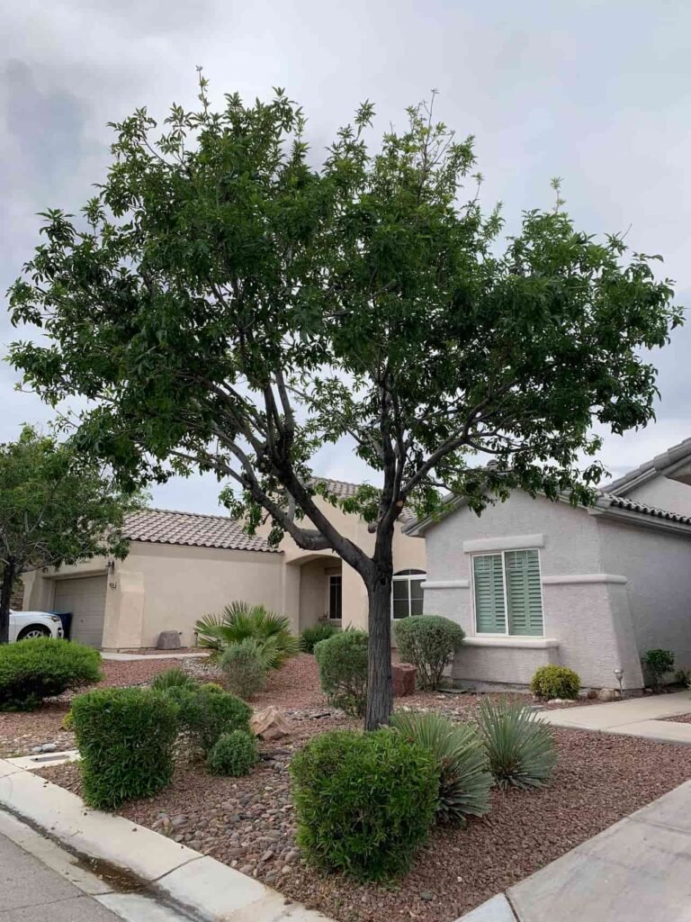 tree trimming of small tree in front yard with rock ground and bushes around the tree