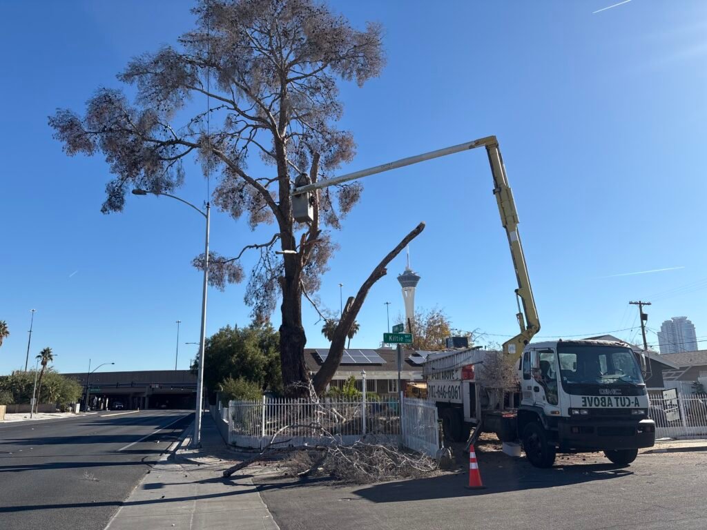 Pine tree being removed near busy main road in front yard of home in las vegas area