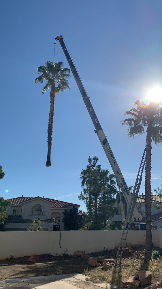 Palm tree removal with crane in backyard las vegas home