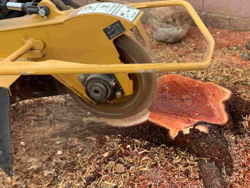 stump grinder removing root ball of sumac tree in las vegas home